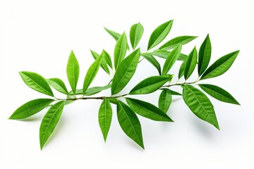 Fresh green leaves on a light background showcasing their vibrant color and natural texture