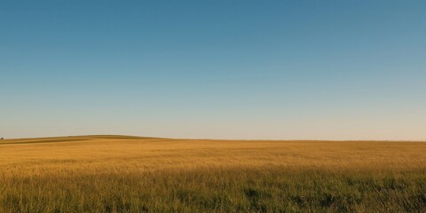 Fototapeta premium A vast expanse of golden wheat stretches toward the horizon under a clear blue sky, symbolizing abundance, prosperity, and the beauty of agriculture in an idyllic countryside scene.