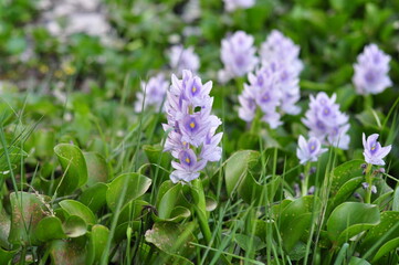 Fototapeta premium LIght purple flower of water hyacinths on fresh green background