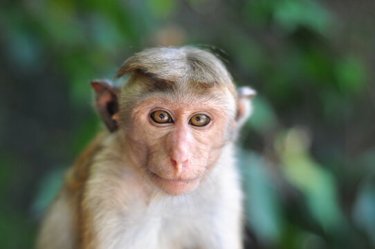 Serious monley looking at the camera, portrait