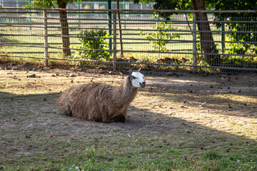 Alpaca, photo of alpacas, resting alpaca, animals in the zoo   © TVIT