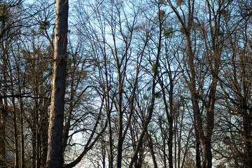 Tree branches stripped of leaves in autumn against the blue sky