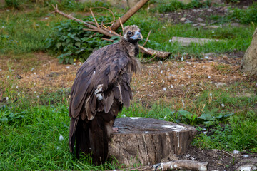 black vulture, beautiful bird, big bird

