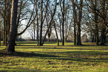 Fototapeta premium green grass in the park during sunset in autumn