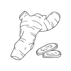 Ginger Root Isolated Outline Illustration in vector