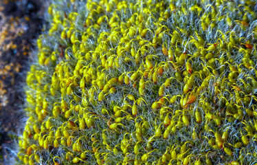 Grey-cushioned Grimmia - Grimmia pulvinata, green moss with young sporophytes on stones in spring