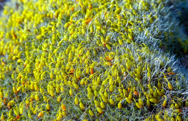 Grey-cushioned Grimmia - Grimmia pulvinata, green moss with young sporophytes on stones in spring