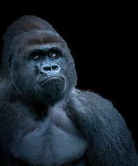Obraz premium Majestic Close-Up Portrait of a Gorilla in a Studio Setting with a Black Background