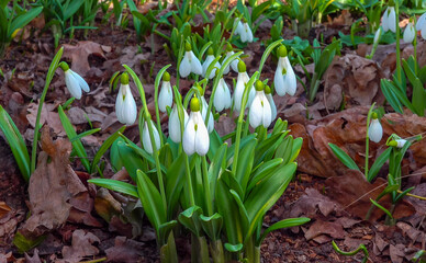 Galanthus nivalis early blooming spring flowers, primroses - ephemerids