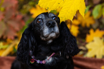 cocker spaniel dog, cocker spaniel on a walk in autumn, a beautiful autumn photo of a dog
