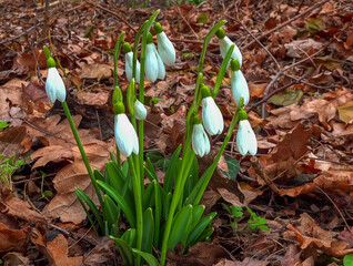 Galanthus nivalis - early blooming spring flowers, primroses - ephemerids, Ukraine