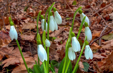 Galanthus nivalis early blooming spring flowers, primroses - ephemerids