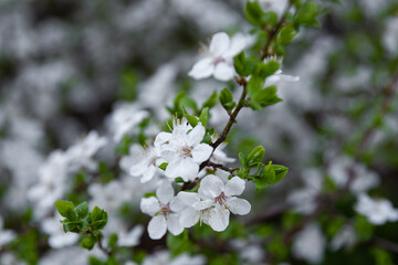 spring blossoms on branches, tree in bloom in spring, white flowers on trees

