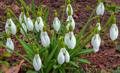 Galanthus nivalis - early blooming spring flowers, primroses - ephemerids, Ukraine