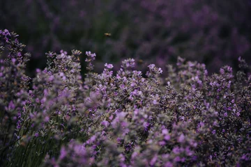 Gardinen Lavender field, lavender bushes, lavender flowers, purple flowers © TVIT