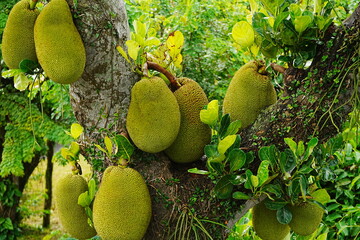 Jack Fruit or Jackfruit - パラミツ ジャックフルーツ	