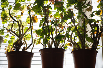 Sunlight filtering through window blinds illuminates potted plants with vibrant green leaves and subtle autumn hues