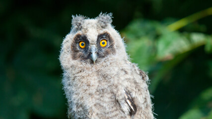Obraz premium great horned owl