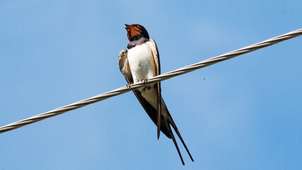 black capped kingfisher on a branch