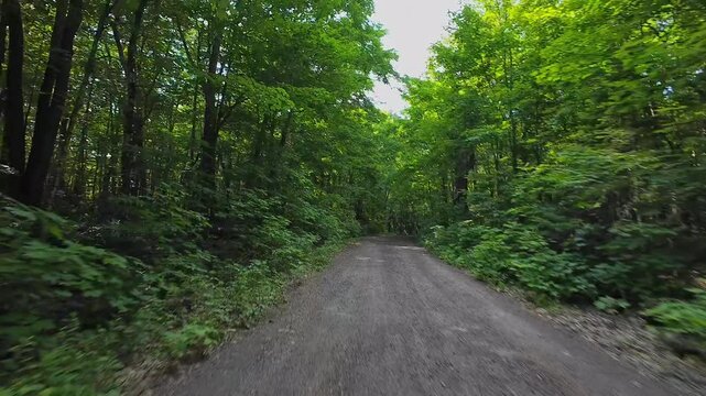 Wild green forest dirt road point of view. Car view bumpy off road driving. Front view Driving Plate looking forward. Sunlight tree  canopy shadows on winding forest road. POV driving movie backing.