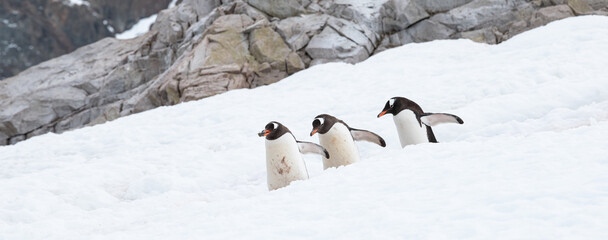 Funny penguins walking in the snow in Antarctica. 