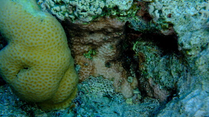 Crust coral (Leptastrea purpurea) undersea, Red Sea, Egypt, Sharm El Sheikh, Montazah Bay