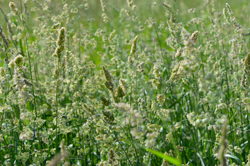 Wiesen-Knäulgras,  Dactylis glomerata L.
