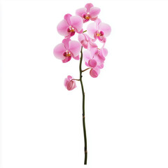 Pink Orchid Phalaenopsis Flower Stem PNG File Transparent Background Exotic Bloom Clipart






