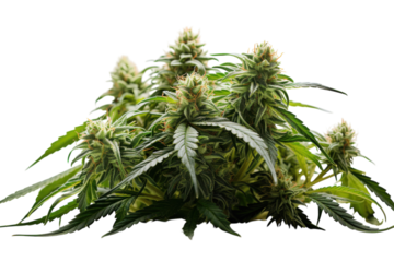 High-quality cannabis plants with dense buds and vibrant green leaves growing indoors in a controlled environment