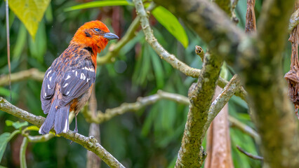 Flame-colored tanager perched in a tree.