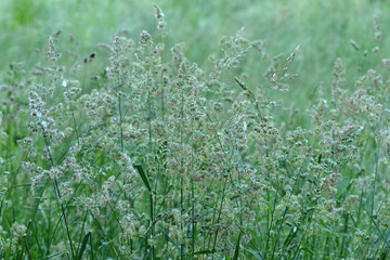 Wiesen-Knäulgras,  Dactylis glomerata L.