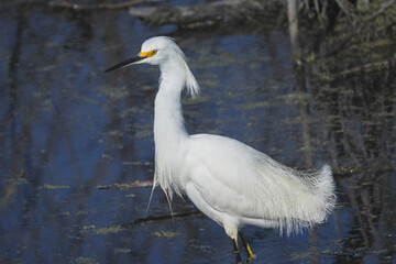 Snowy Egret in the water at the Stick Marsh, Florida.
