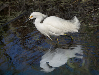 Snowy egret in the water