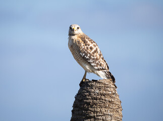 Red Shouldered Hawk on the stump of a palm at the Stick Marsh, Florida.