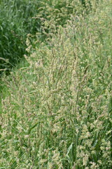 Wiesen-Knäulgras,  Dactylis glomerata L.