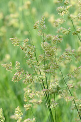 Wiesen-Knäulgras,  Dactylis glomerata L.