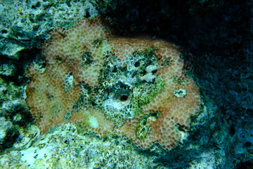 Crust coral (Leptastrea purpurea) undersea, Red Sea, Egypt, Sharm El Sheikh, Montazah Bay