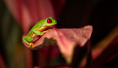A red-eyed tree frog in Costa Rica