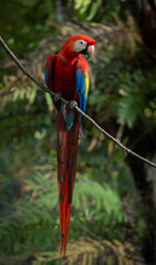 A scarlet macaw in Costa Rica © Harry Collins