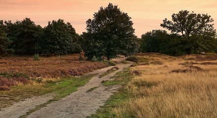 Unpaved sandy path that leads through a heath landscape in autumn, plants have already faded, the grass has mostly dried up, an atmosphere that already shows melancholy.

