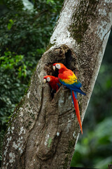 A scarlet macaw in Costa Rica