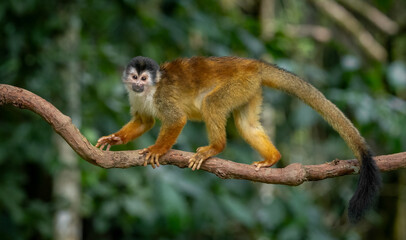 A squirrel monkey in Costa Rica © Harry Collins