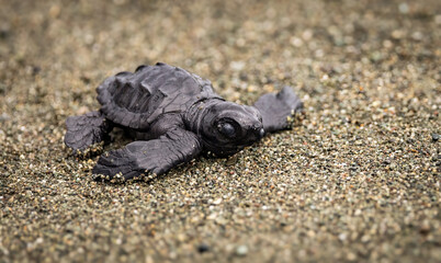 Sea turtle baby in Costa Rica 