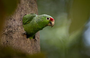 Nesting parrot in Costa Rica