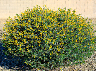 Australian native Senna Oligophylla or Outback Cassia shrub in desert style xeriscaping during warm...