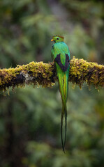 A resplendent quetzal in Costa Rica
