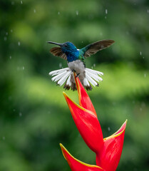 A hummingbird in Costa Rica