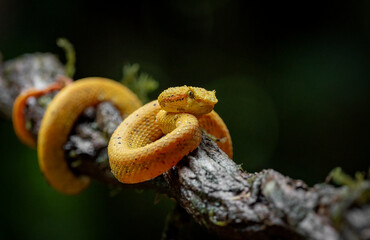 Eyelash viper in Costa Rica