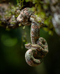 Eyelash viper in Costa Rica