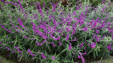 Lush purple Mexican sage bush in full bloom with vibrant flowers and green foliage in a serene garden setting
